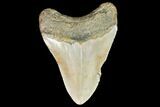 Fossil Megalodon Tooth - North Carolina #99332-2